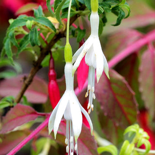 Garten-Fuchsie (Fuchsia magellanica var.alba)