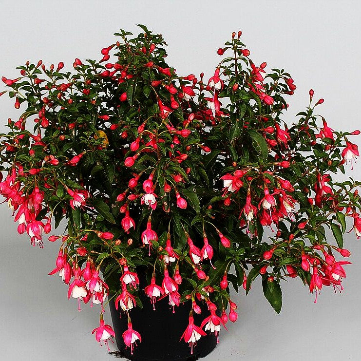 Garten-Fuchsie 'Lady Thumb' (Fuchsia magellanica)