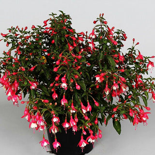 Garten-Fuchsie 'Lady Thumb' (Fuchsia magellanica)