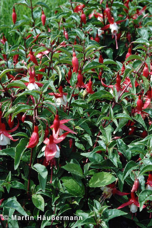Garten-Fuchsie 'Madame Cornelissen' (Fuchsia magell.)