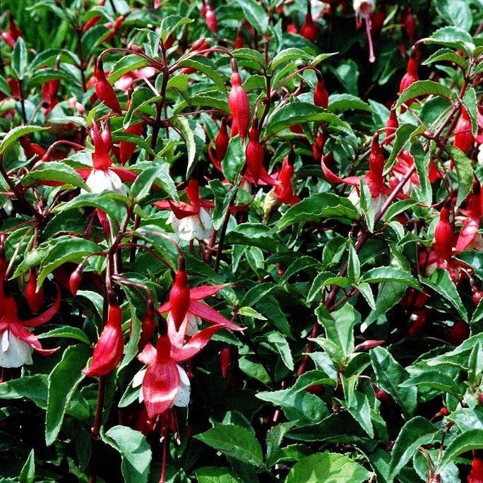Garten-Fuchsie 'Madame Cornelissen' (Fuchsia magell.)