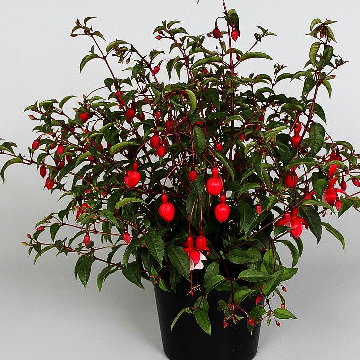 Garten-Fuchsie 'Madame Cornelissen' (Fuchsia magell.)