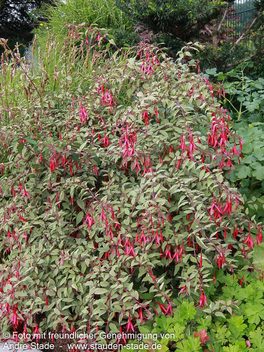 Garten-Fuchsie 'Tricolor' (Fuchsia magellanica)