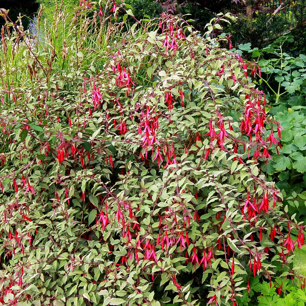Garten-Fuchsie 'Tricolor' (Fuchsia magellanica)