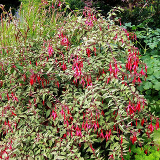 Garten-Fuchsie 'Tricolor' (Fuchsia magellanica)