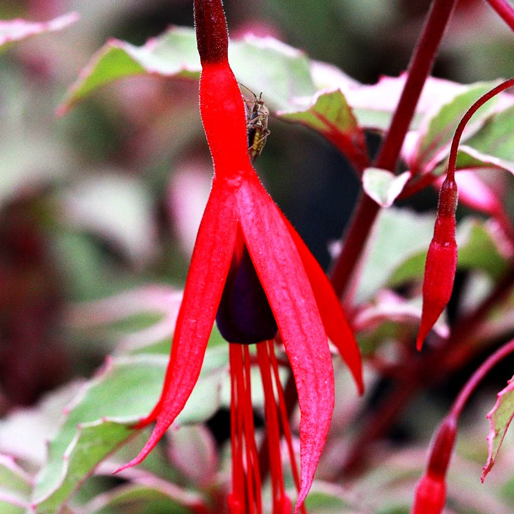Garten-Fuchsie 'Tricolor' (Fuchsia magellanica)