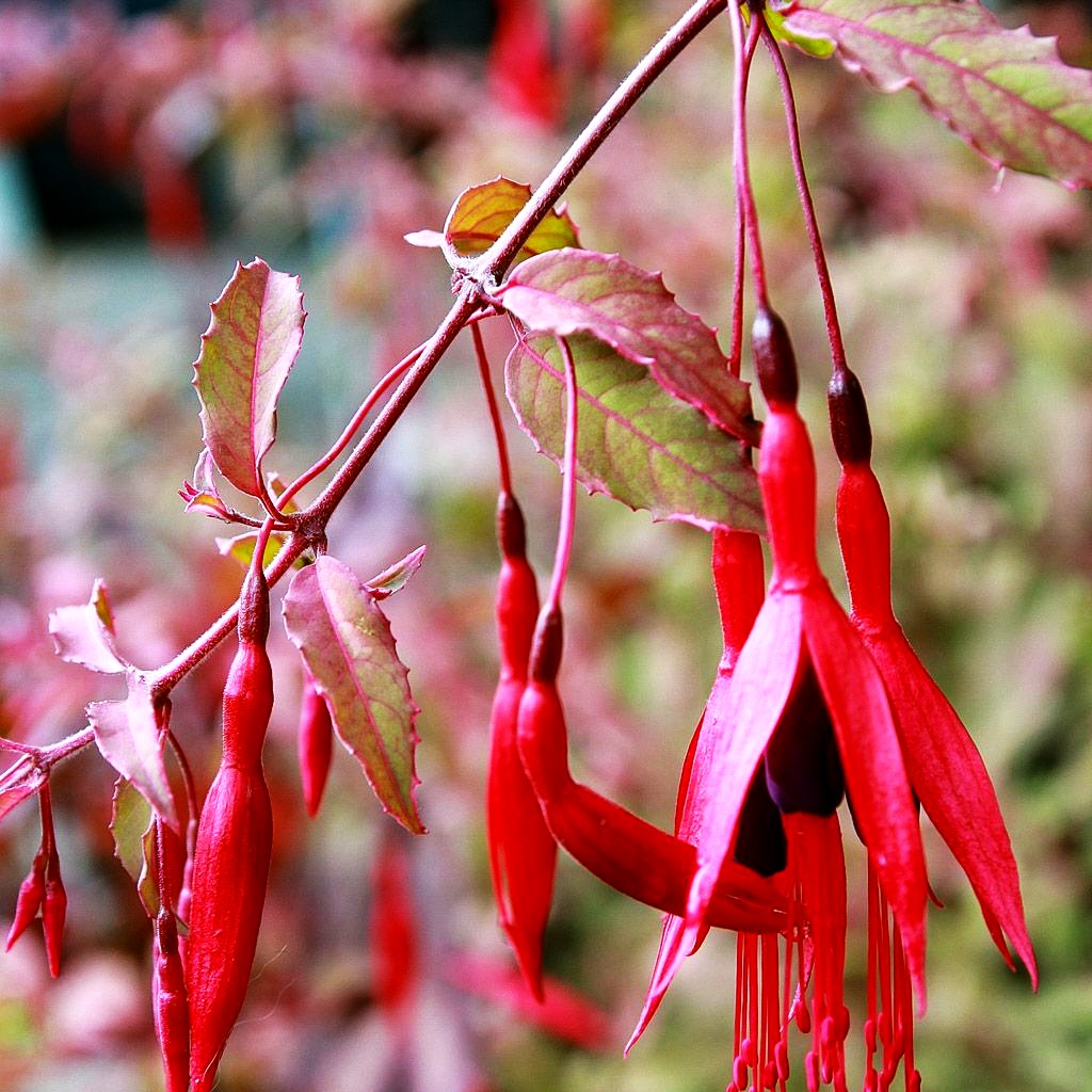 Garten-Fuchsie 'Tricolor' (Fuchsia magellanica)