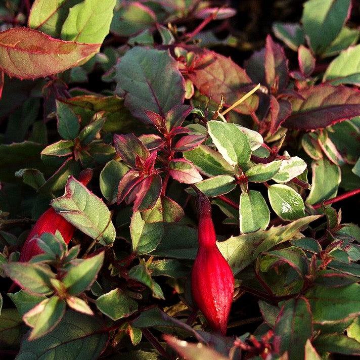 Garten-Fuchsie 'Tricolor' (Fuchsia magellanica)