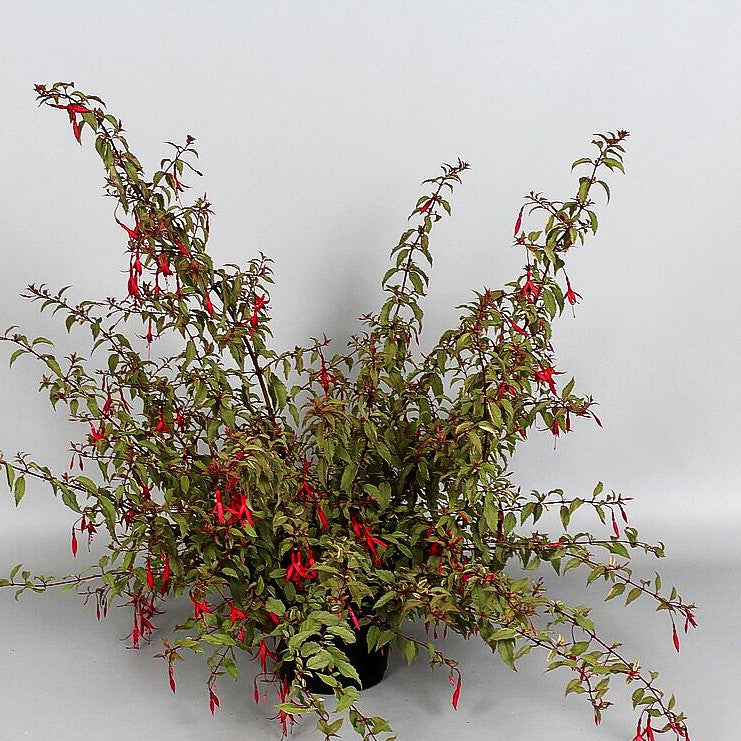 Garten-Fuchsie 'Tricolor' (Fuchsia magellanica)