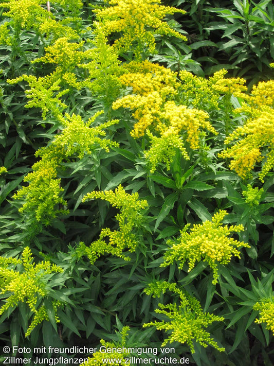 Garten-Goldrute 'Spätgold' (Solidago x cult.)