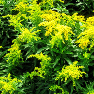Garten-Goldrute 'Spätgold' (Solidago x cult.)