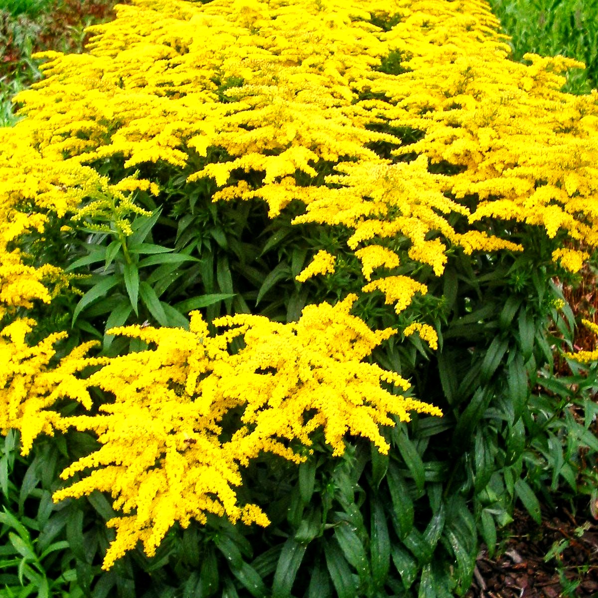 Garten-Goldrute 'Strahlenkrone' (Solidago x cult.)
