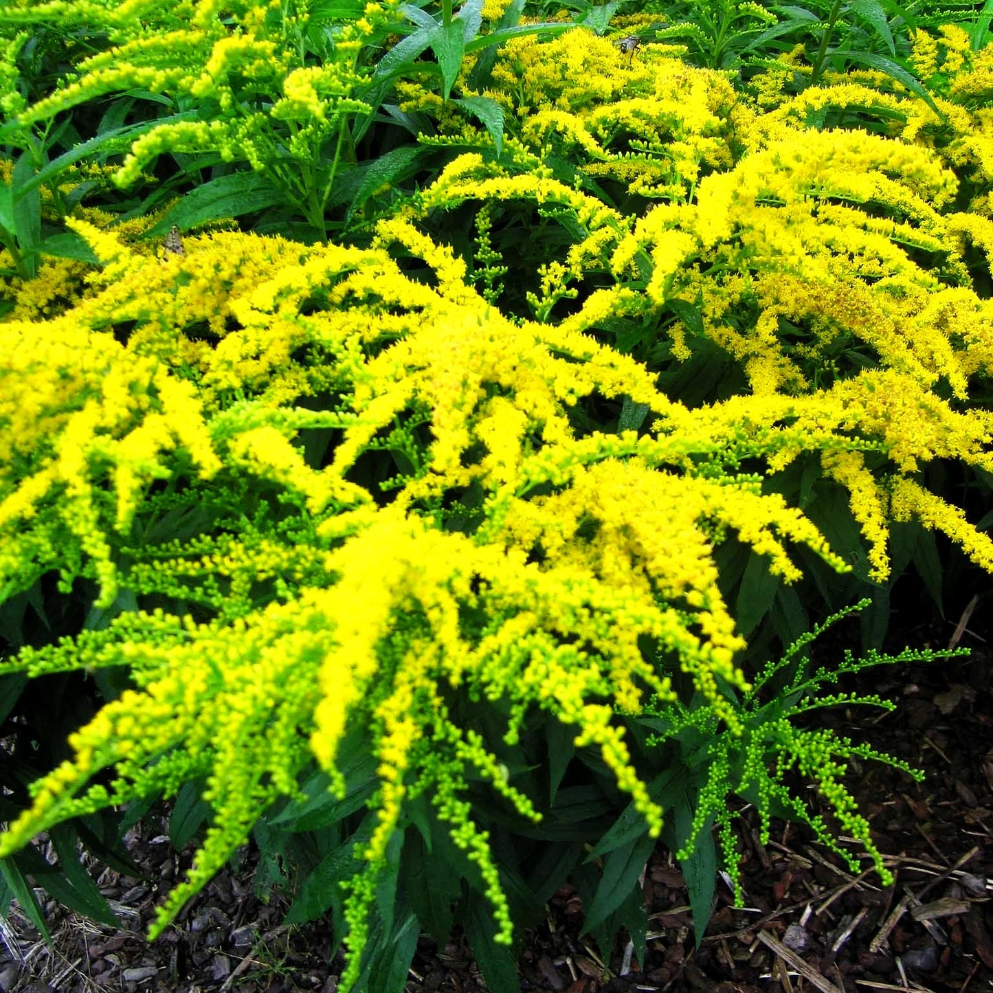 Garten-Goldrute 'Strahlenkrone' (Solidago x cult.)