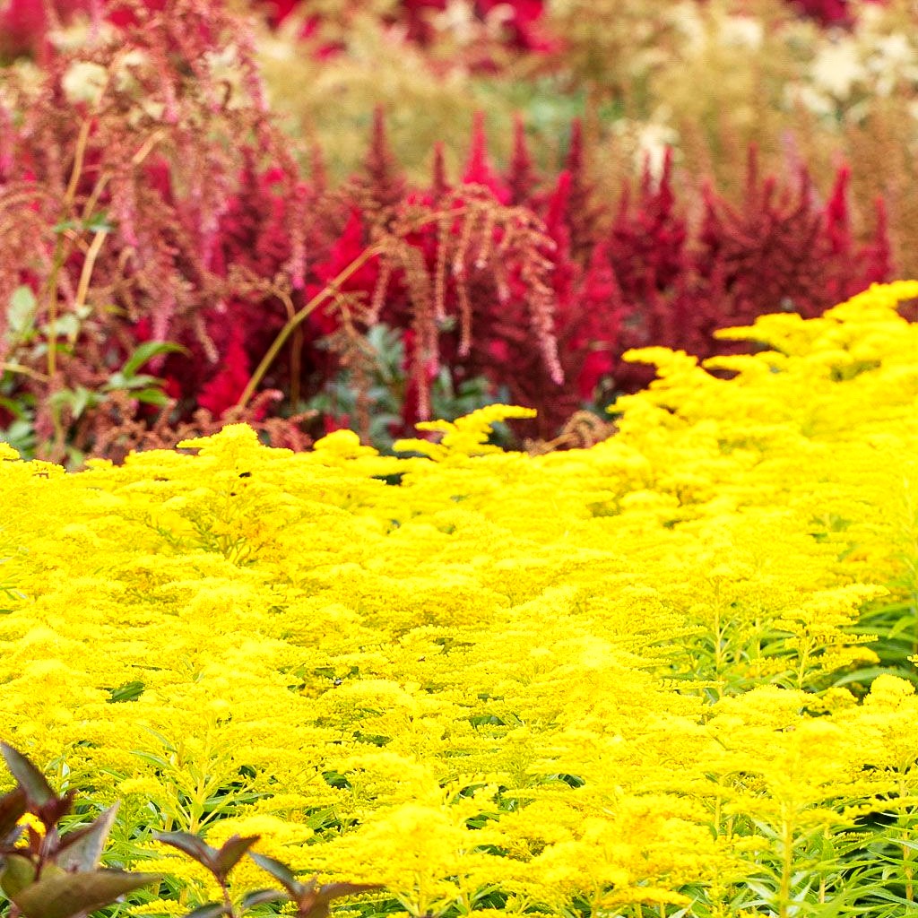 Garten-Goldrute 'Strahlenkrone' (Solidago x cult.)