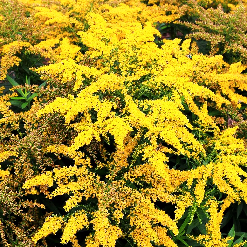 Garten-Goldrute 'Strahlenkrone' (Solidago x cult.)