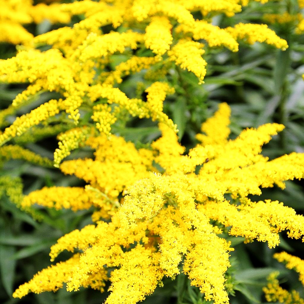Garten-Goldrute 'Strahlenkrone' (Solidago x cult.)