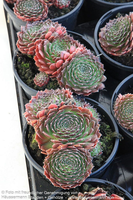 Garten-Hauswurz 'Cleveland Morgan' (Sempervivum x cult.)