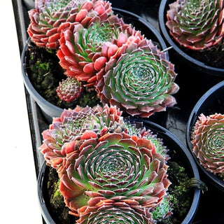 Garten-Hauswurz 'Cleveland Morgan' (Sempervivum x cult.)