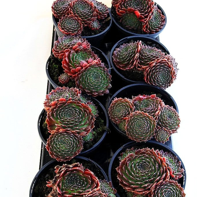 Garten-Hauswurz 'Cleveland Morgan' (Sempervivum x cult.)