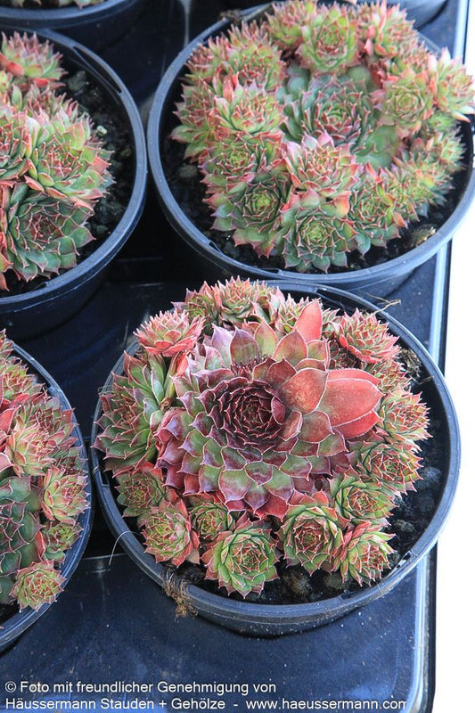 Garten-Hauswurz 'Crispijn' (Sempervivum x cult.)
