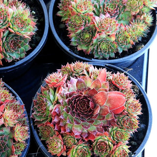 Garten-Hauswurz 'Crispijn' (Sempervivum x cult.)