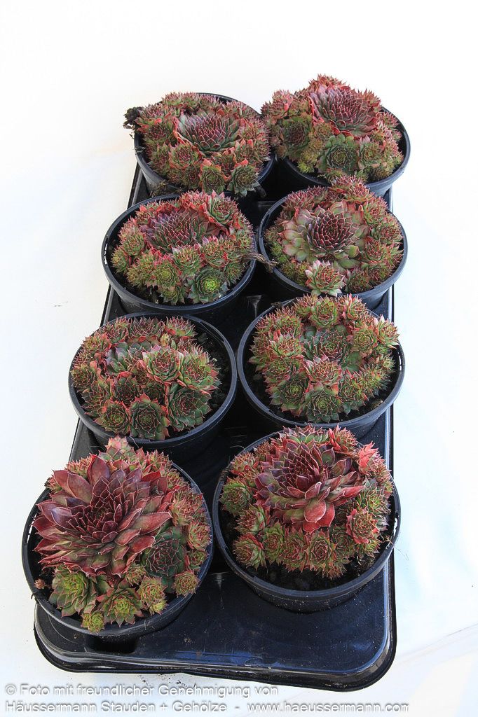 Garten-Hauswurz 'Crispijn' (Sempervivum x cult.)