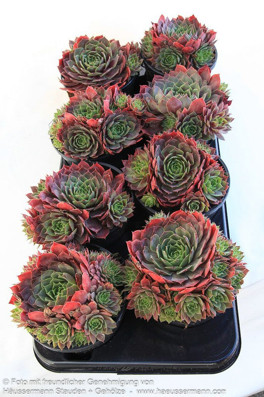 Garten-Hauswurz 'Lipari' (Sempervivum x cult.)