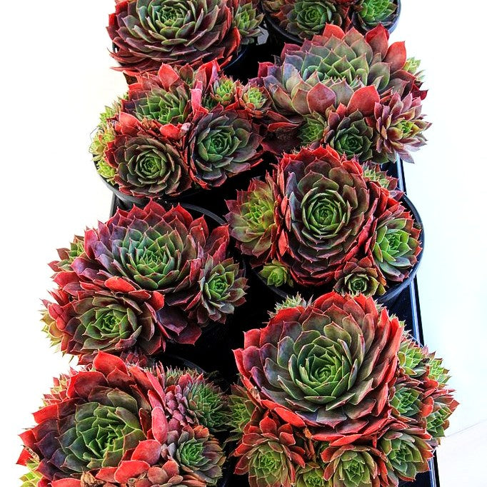Garten-Hauswurz 'Lipari' (Sempervivum x cult.)