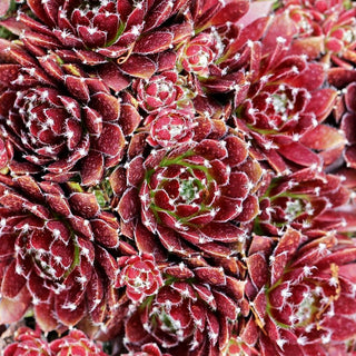 Garten-Hauswurz 'Red Papaver' (Sempervivum x cult.)