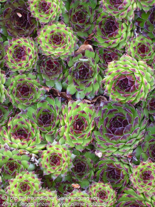 Garten-Hauswurz 'Reinhard' (Sempervivum x cult.)