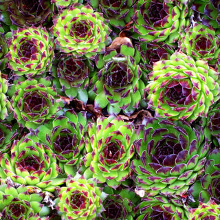 Garten-Hauswurz 'Reinhard' (Sempervivum x cult.)