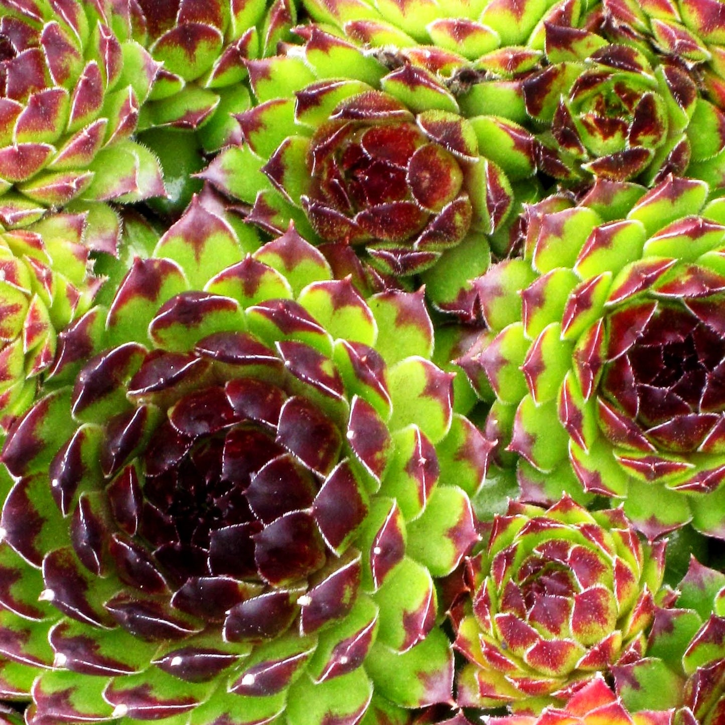 Garten-Hauswurz 'Reinhard' (Sempervivum x cult.)