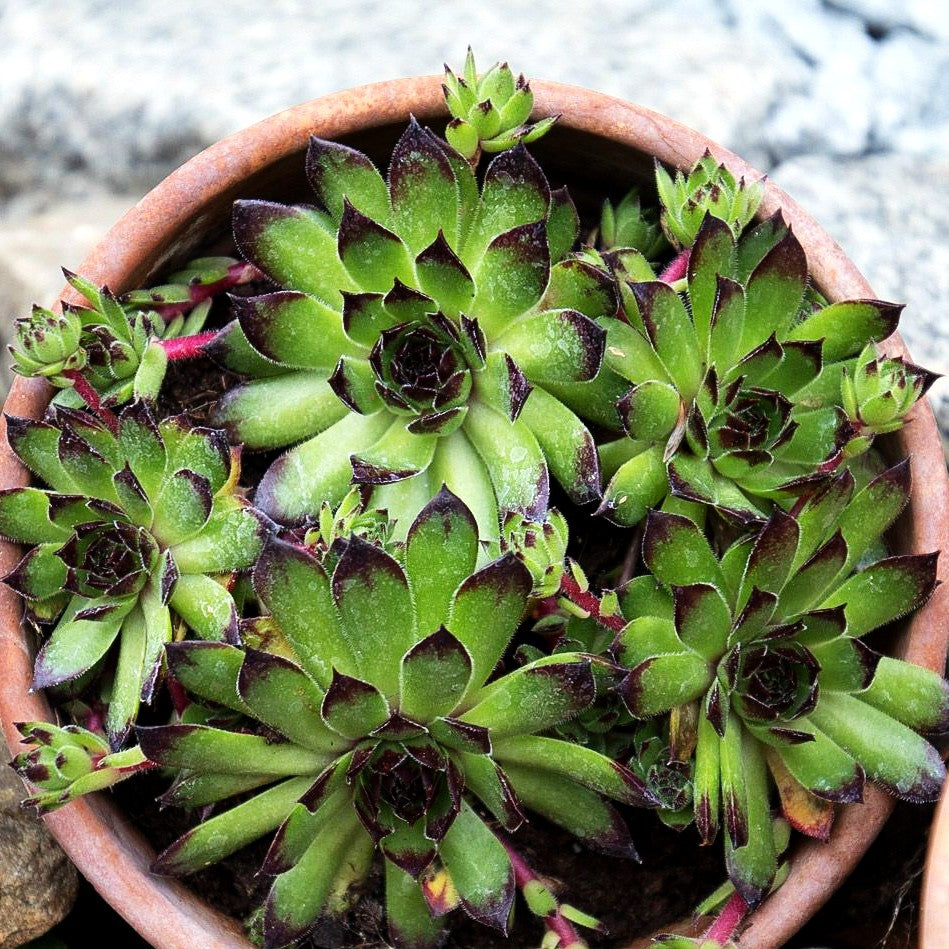 Garten-Hauswurz 'Reinhard' (Sempervivum x cult.)