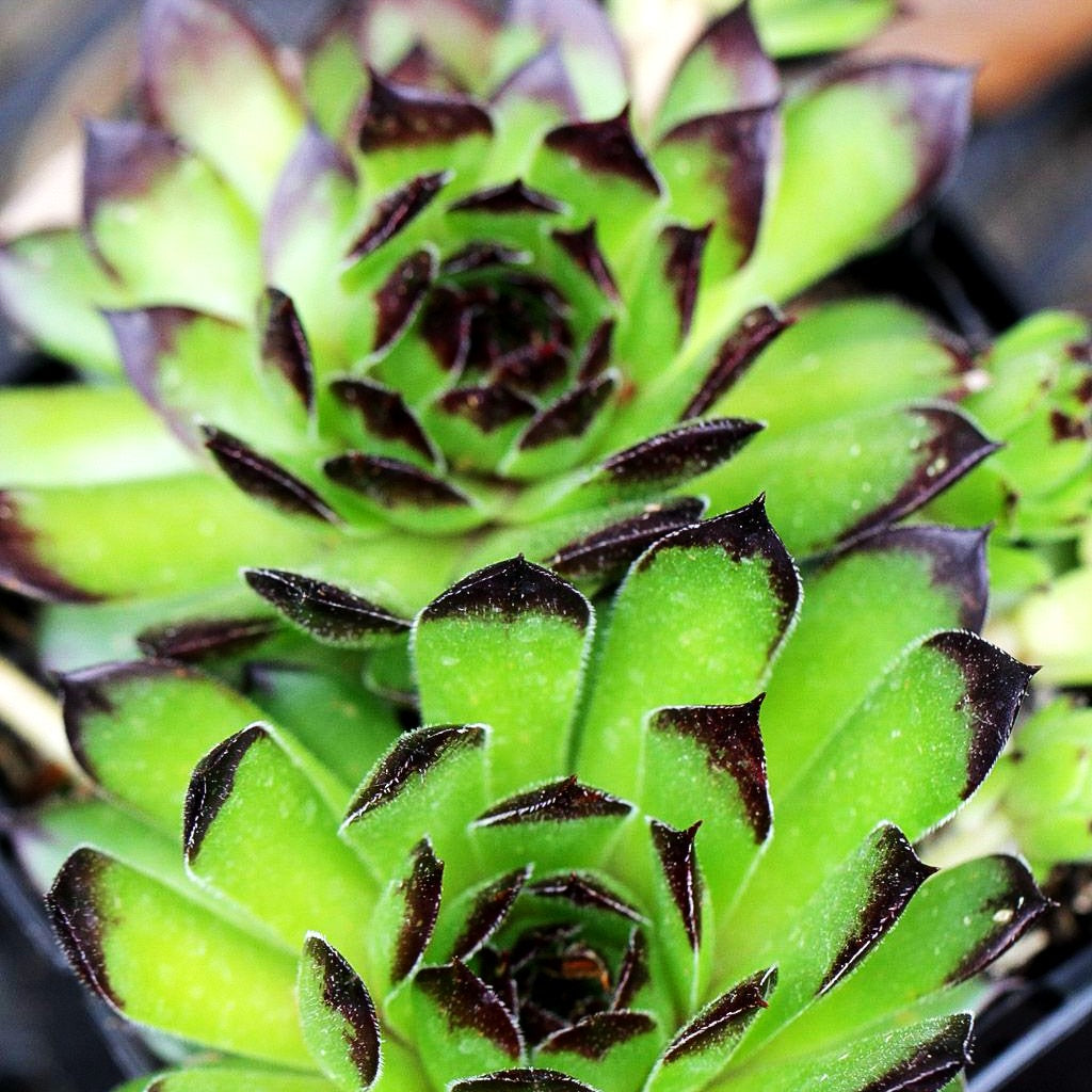 Garten-Hauswurz 'Reinhard' (Sempervivum x cult.)