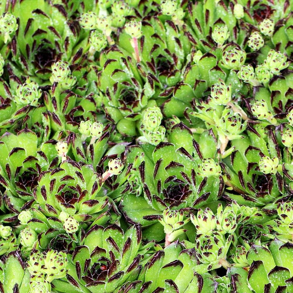 Garten-Hauswurz 'Reinhard' (Sempervivum x cult.)