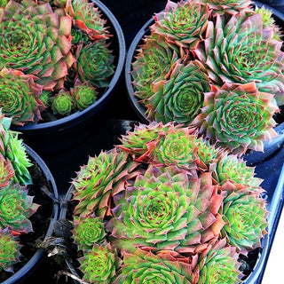 Garten-Hauswurz 'Sunkist' (Sempervivum x cult.)