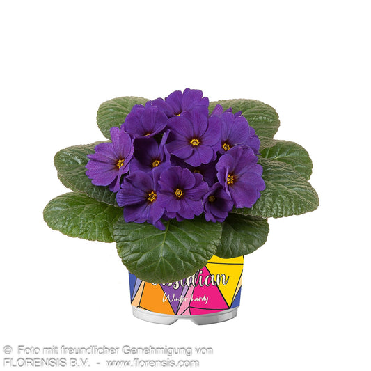 Garten-Primel 'Obsidian Blue Deep Shades' (Primula vulgaris)