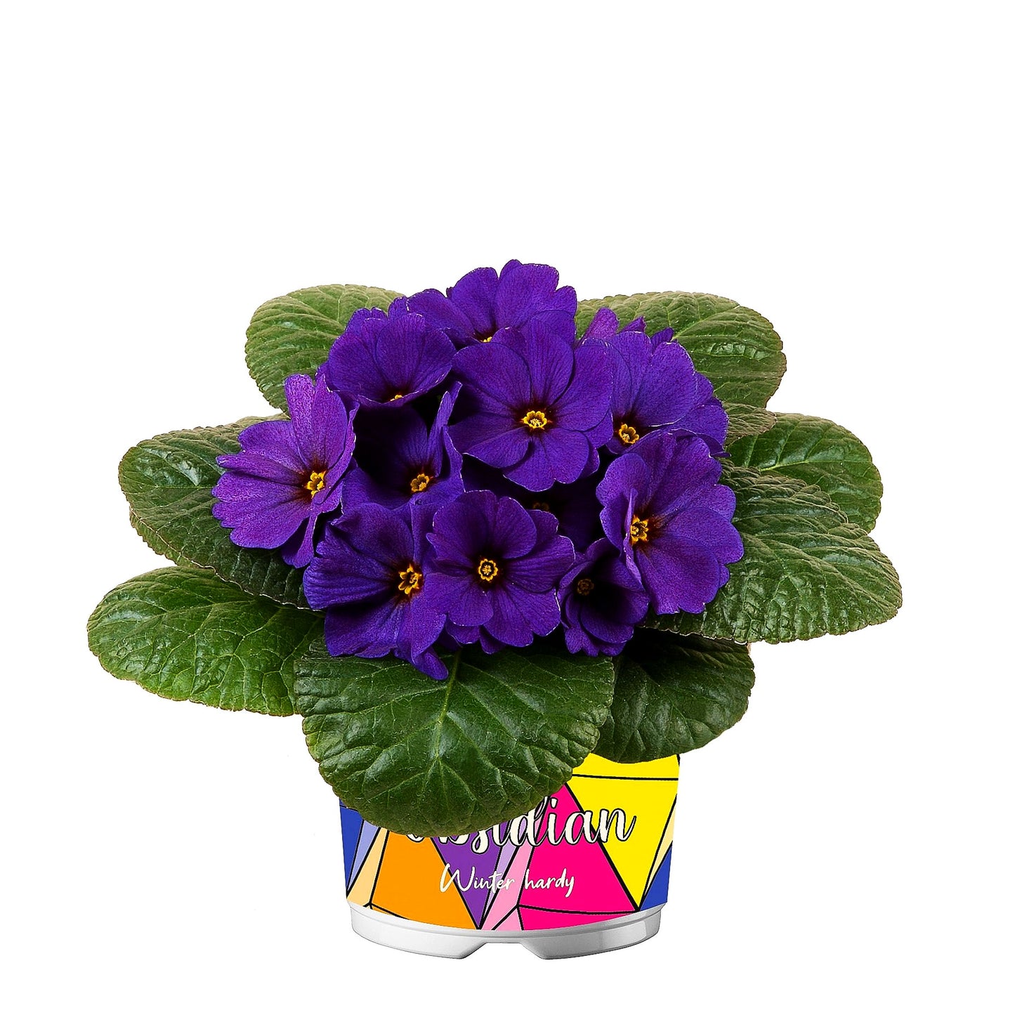 Garten-Primel 'Obsidian Blue Deep Shades' (Primula vulgaris)