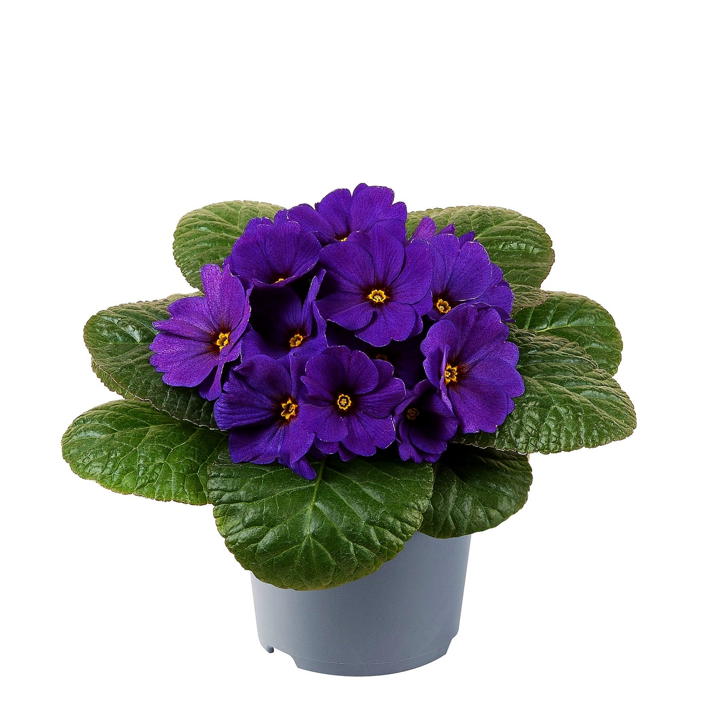 Garten-Primel 'Obsidian Blue Deep Shades' (Primula vulgaris)