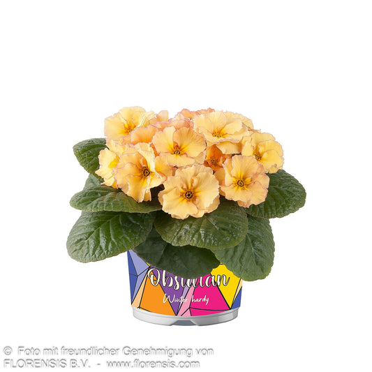 Garten-Primel 'Obsidian Peach' (Primula vulgaris)