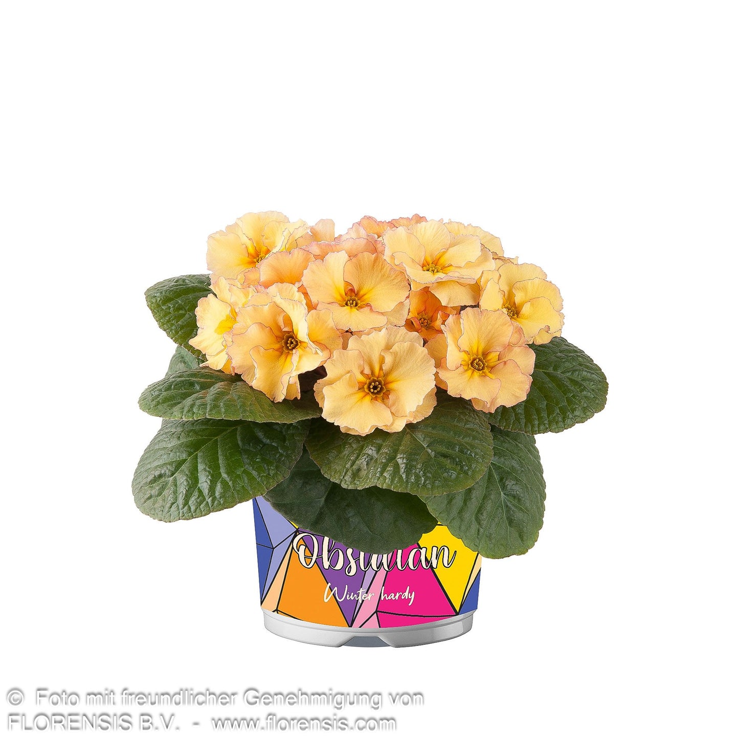 Garten-Primel 'Obsidian Peach' (Primula vulgaris)