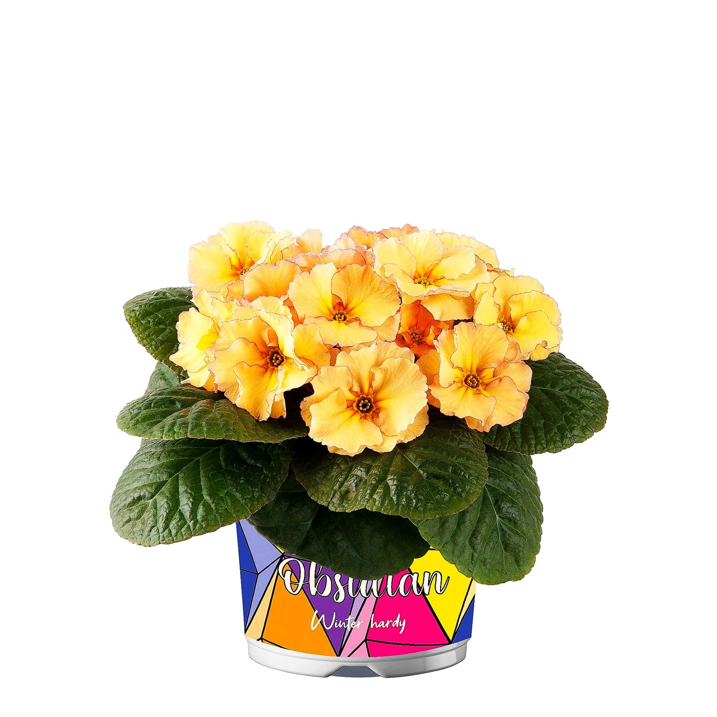 Garten-Primel 'Obsidian Peach' (Primula vulgaris)