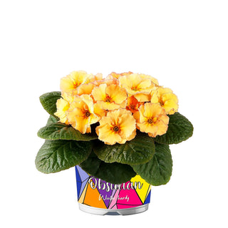 Garten-Primel 'Obsidian Peach' (Primula vulgaris)