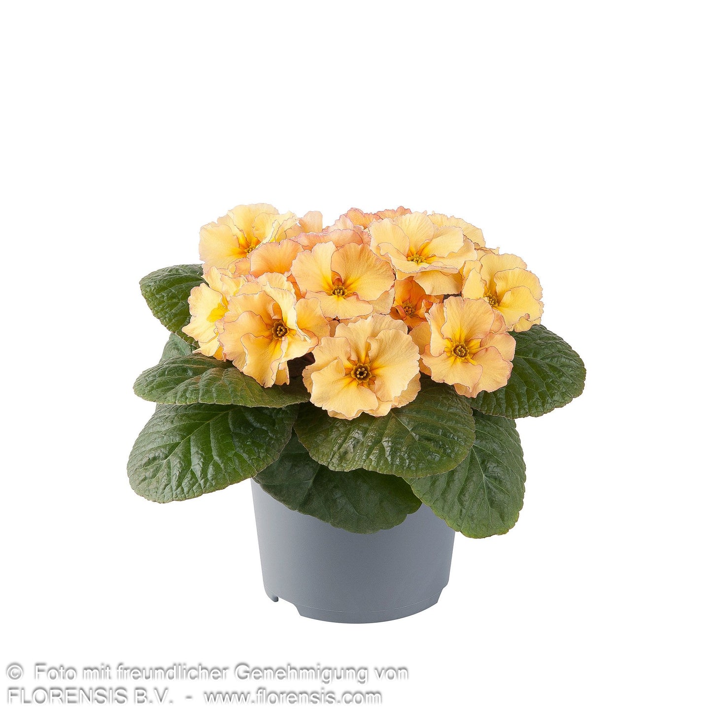 Garten-Primel 'Obsidian Peach' (Primula vulgaris)