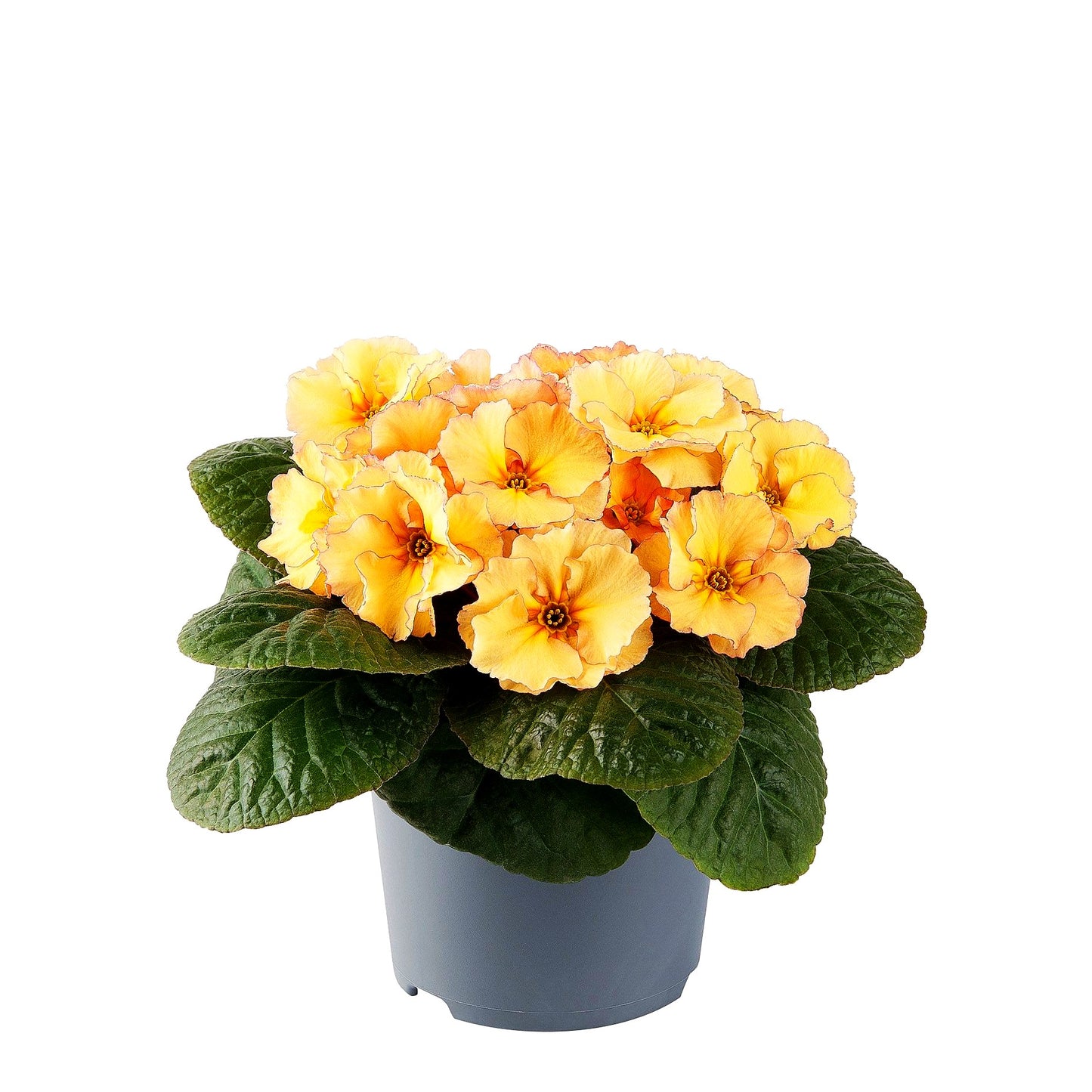 Garten-Primel 'Obsidian Peach' (Primula vulgaris)