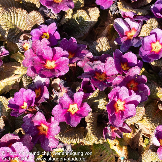Garten-Primel 'Obsidian Purple' (Primula vulgaris)