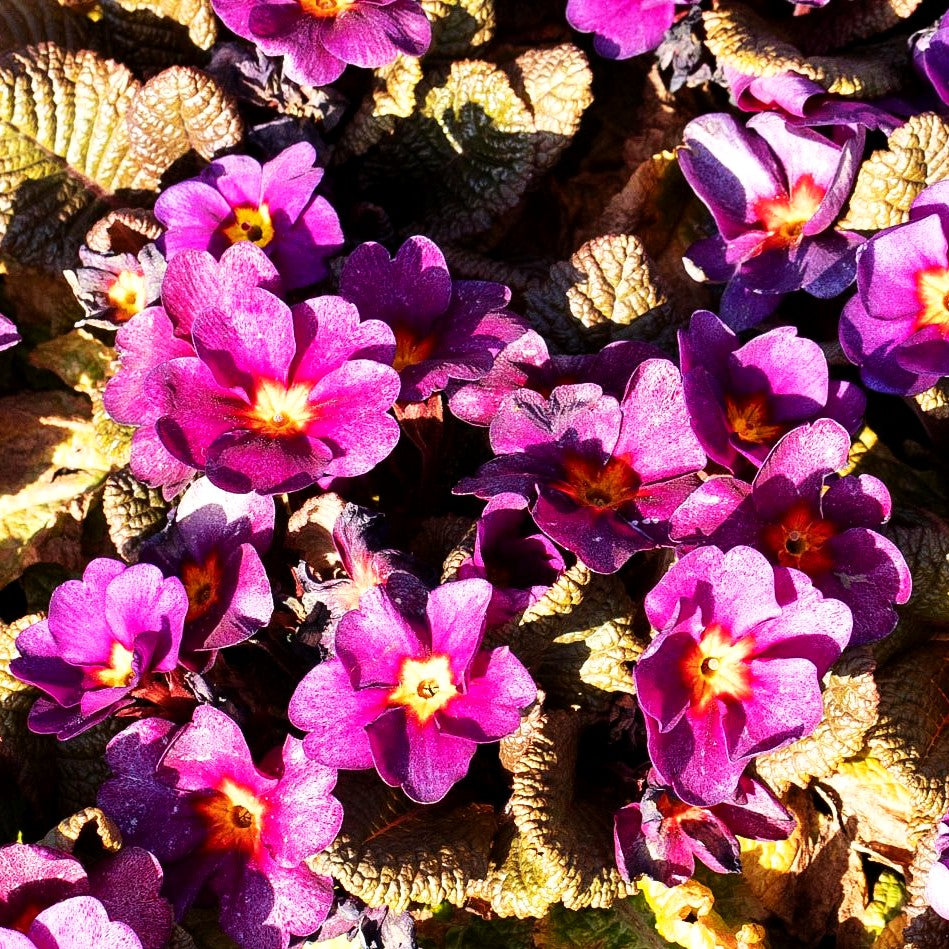 Garten-Primel 'Obsidian Purple' (Primula vulgaris)