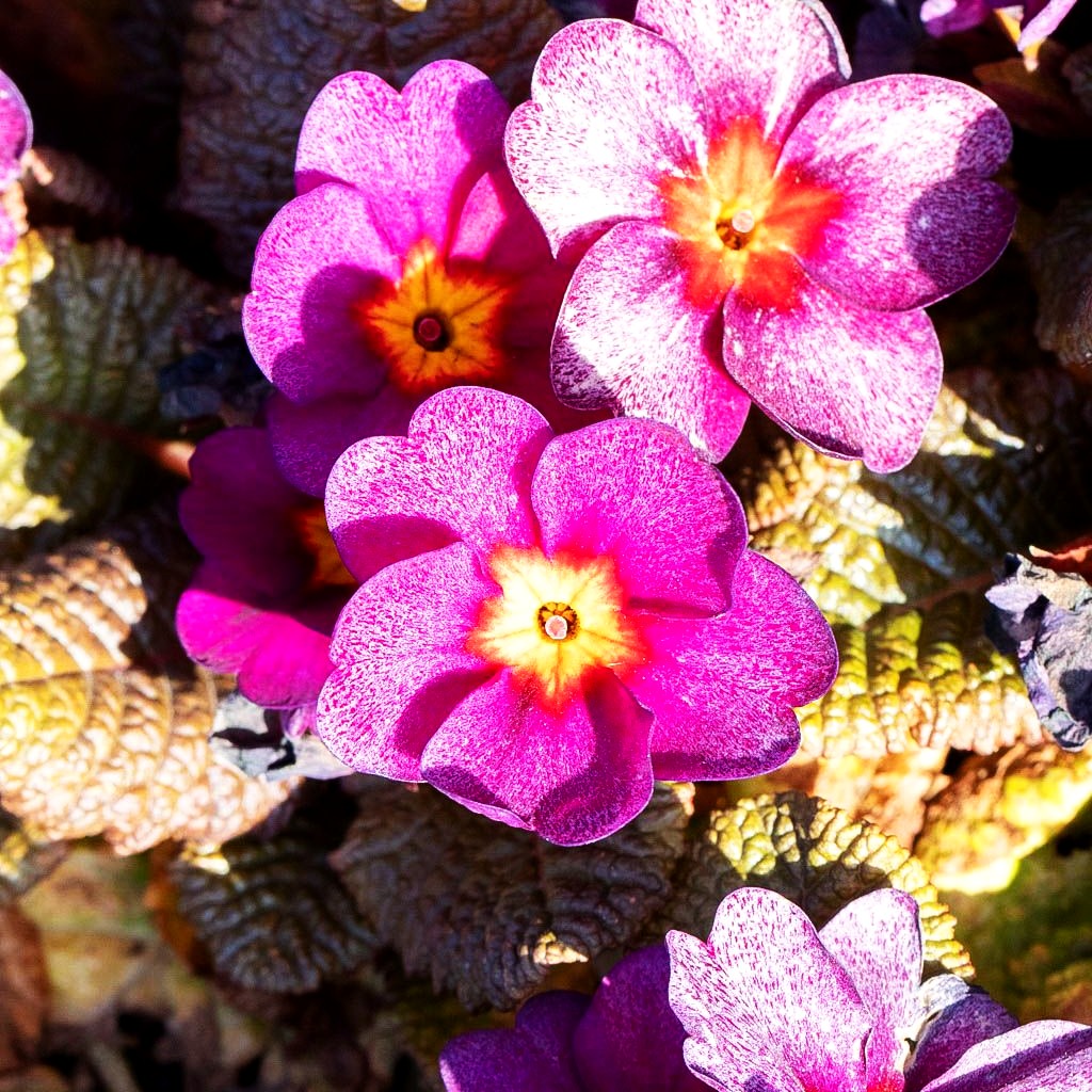 Garten-Primel 'Obsidian Purple' (Primula vulgaris)
