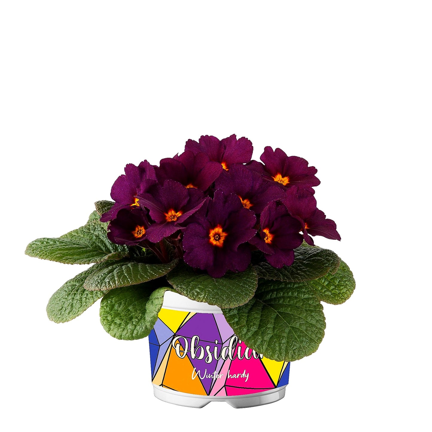 Garten-Primel 'Obsidian Purple' (Primula vulgaris)