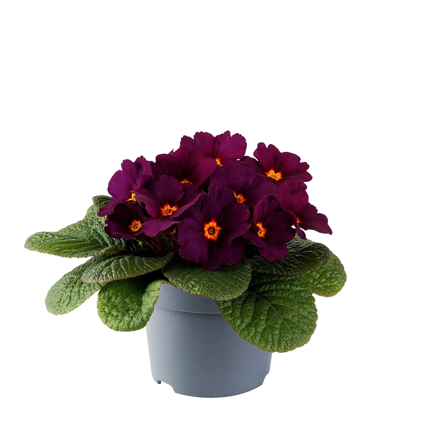 Garten-Primel 'Obsidian Purple' (Primula vulgaris)